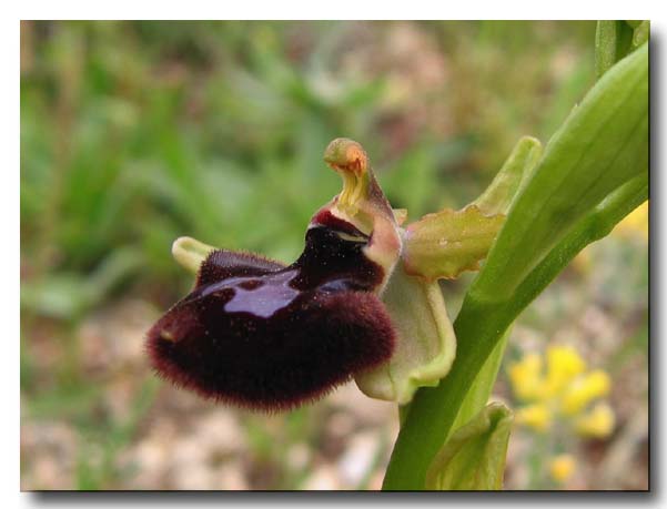 Ophrys: gruppo Ophrys bertolonii